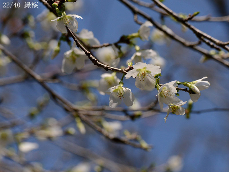 22緑桜-20260402-0255