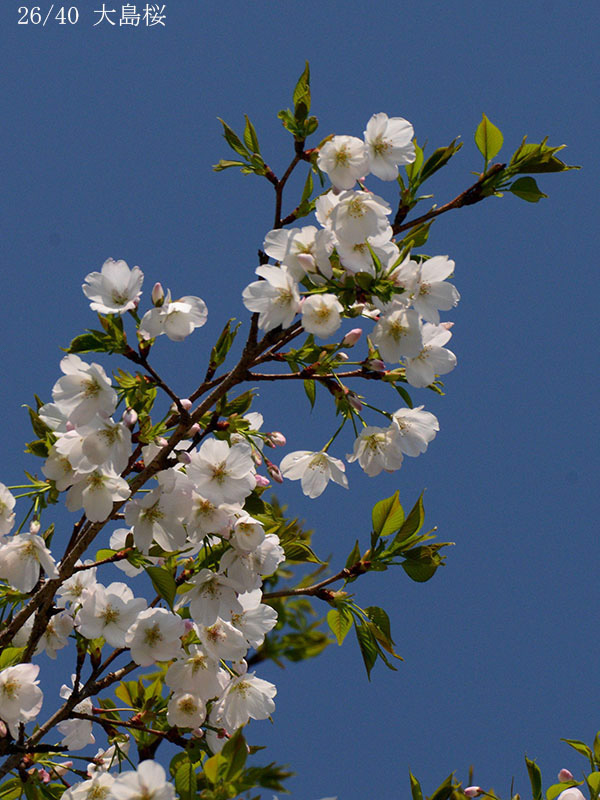 26大島桜-20260402-0370