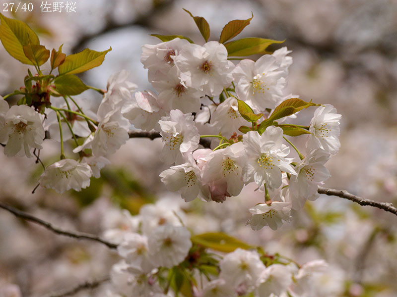 27佐野桜-20260405-0514
