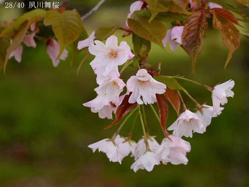 28夙川舞桜-20260405-0008