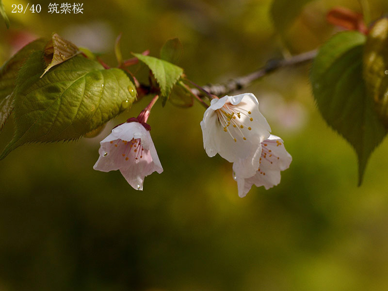 29筑紫桜-20260405-0037