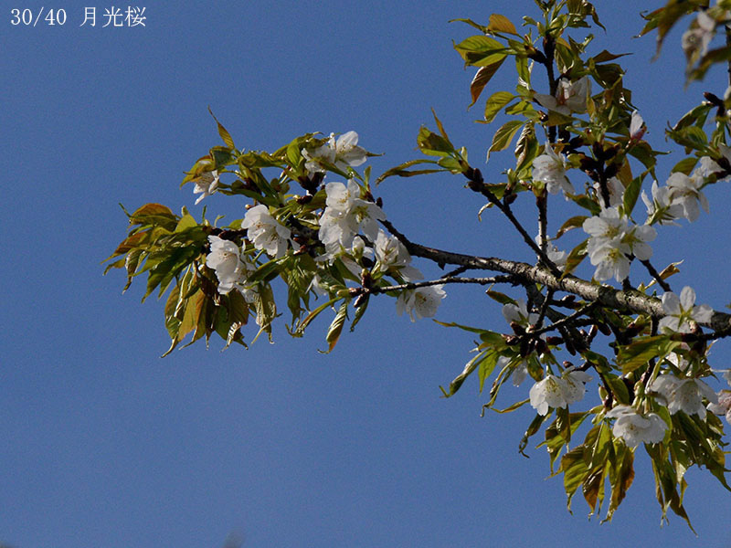 30月光桜-20260405-0041