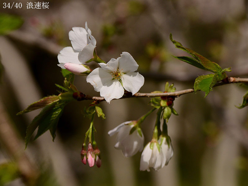 34浪速桜-20260405-0108