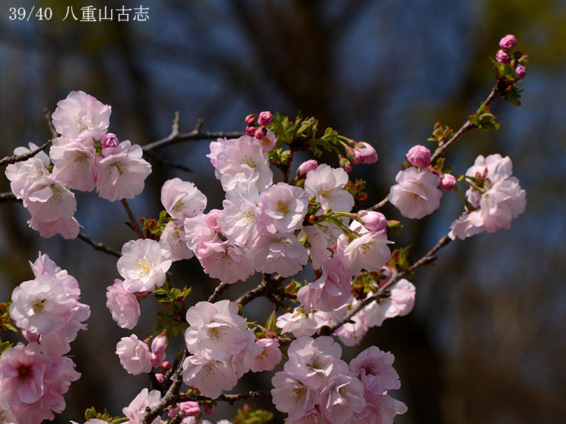 39八重山古志-20260402-0554