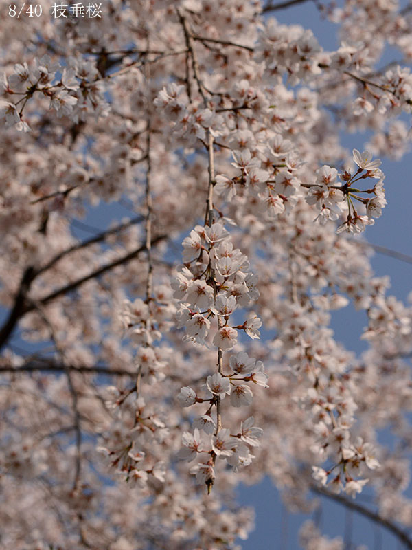08枝垂桜-20260329-0182