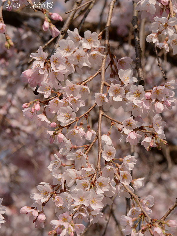 09三春滝桜-20260329-0126