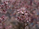 18円通寺桜-20260402-0196