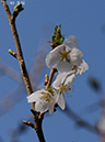 21冬桜-20260402-0226