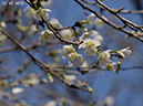22緑桜-20260402-0255