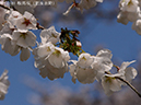 24鞍馬桜（肥後吉野）-20260402-0265