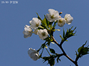 25伊豆桜-20260402-0284