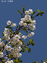 26大島桜-20260402-0370