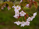 28夙川舞桜-20260405-0008