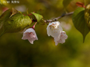 29筑紫桜-20260405-0037