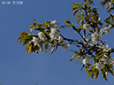 30月光桜-20260405-0041