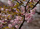 36長州緋桜-20260405-0149