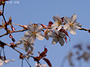 04山桜-20260329-0107