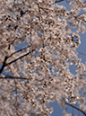 08枝垂桜-20260329-0182