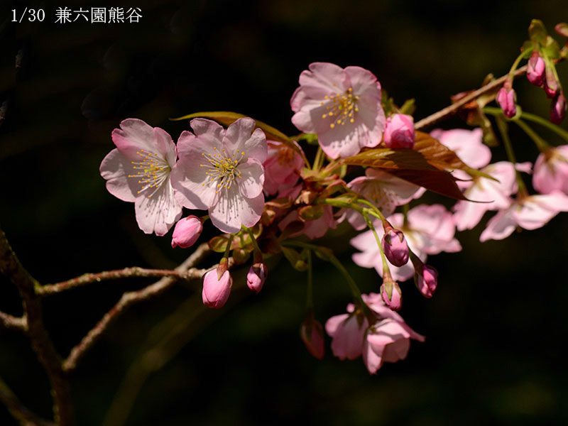 01兼六園熊谷-20260402-0374
