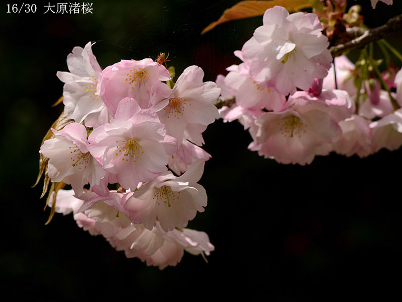 16大原渚桜-20260405-0708