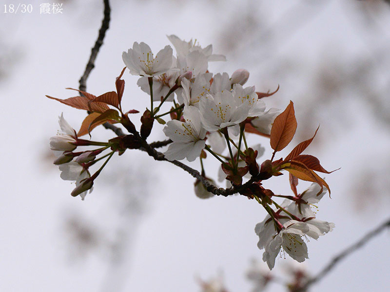 18霞桜-20260405-0730