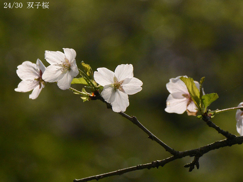 24双子桜-20260412-0193