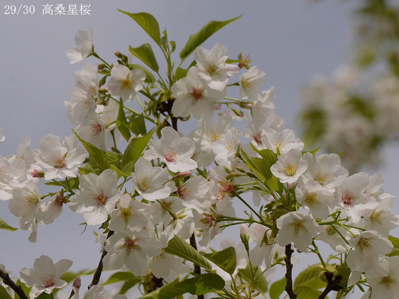 29高桑星桜-20260412-0273