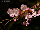 01兼六園熊谷-20260402-0374