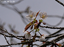 17薄毛山桜-20260405-0722