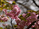 20萌紅桜-20260405-0767