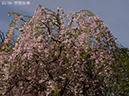 23雨情枝垂-20260412-0173