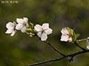 24双子桜-20260412-0193