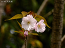 08大沢桜-20260405-0590