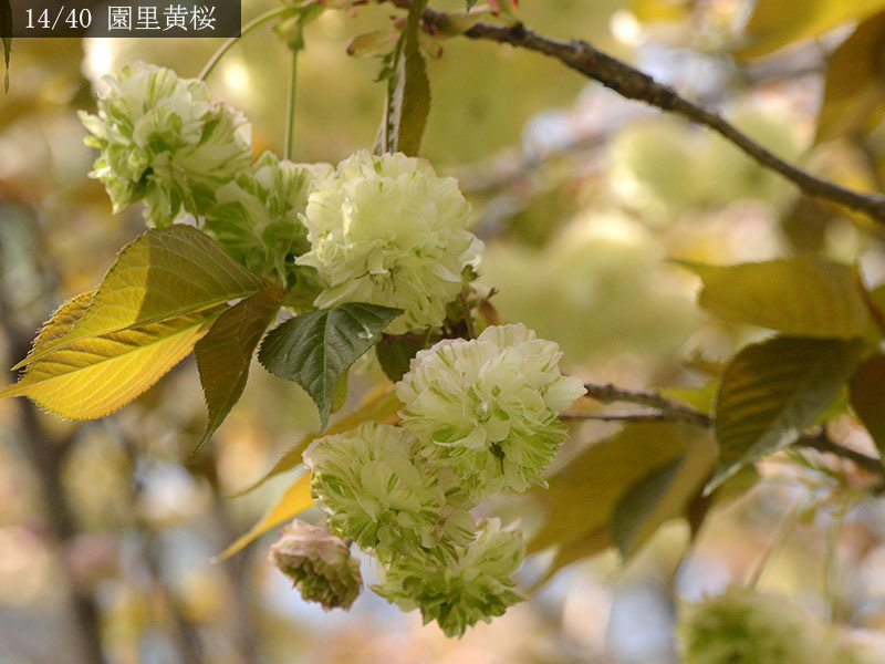 14園里黄桜-20260412-0874