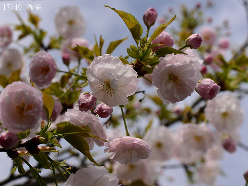 17渦桜-20260412-0797