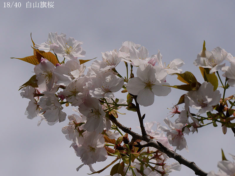 18白山旗桜-20260412-0802