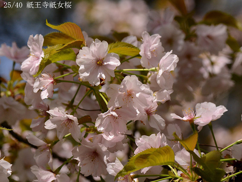 25祇王寺祇女桜-20260412-0971