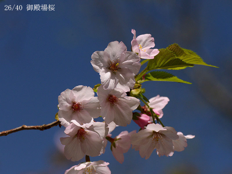26御殿場桜-20260412-0999