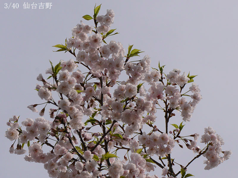 03仙台吉野-20260412-0372