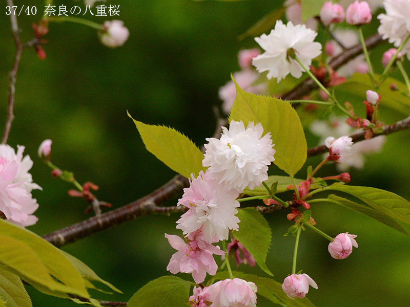 37奈良八重桜-20260420-0356