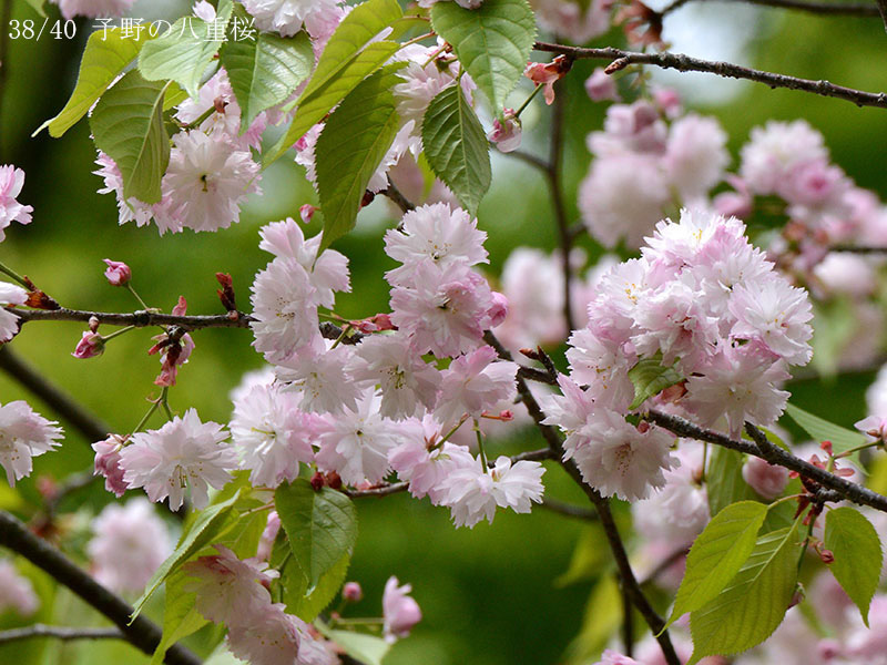 38予野の八重桜-20260424-0338