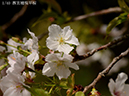 01西宮権現平桜-20260412-0287