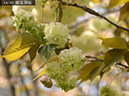 14園里黄桜-20260412-0874