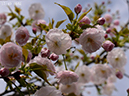 17渦桜-20260412-0797