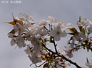 18白山旗桜-20260412-0802