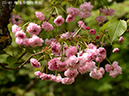 23梅護寺数珠掛桜-20260412-0825