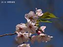 26御殿場桜-20260412-0999