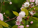 37奈良八重桜-20260420-0356