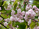 38予野の八重桜-20260424-0338
