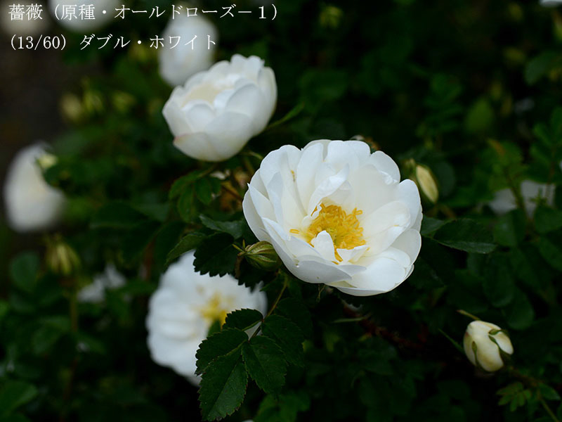 %_tempFileName013-r3684-20260429-0232%